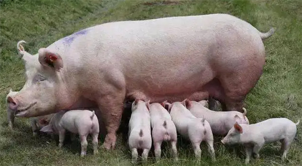 怀孕母猪饲养技巧多，牢记这三点，产仔率翻一番！
