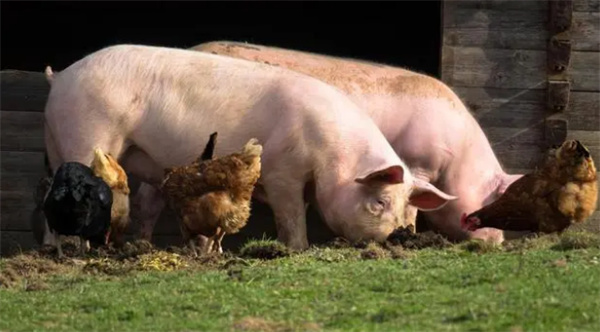 01月12日：全国农产品批发市场猪肉平均价格为23.98元/公斤