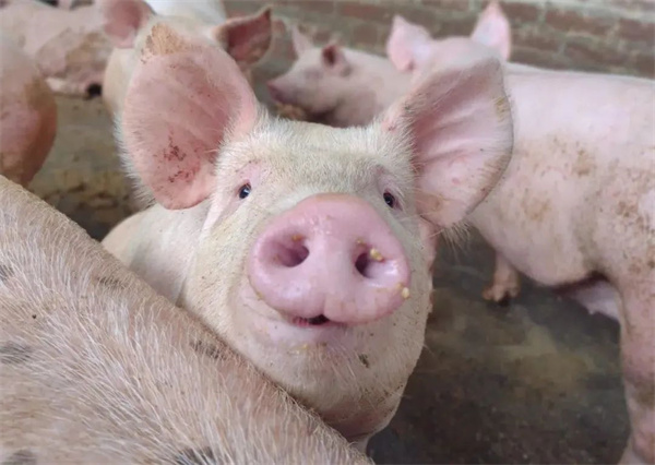 01月09日：全国农产品批发市场猪肉平均价格为24.44元/公斤