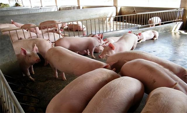 1月13日：全国农产品批发市场猪肉平均价格为23.12元/公斤