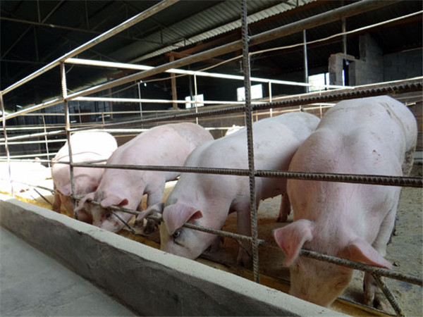 科学养猪猪舍图片