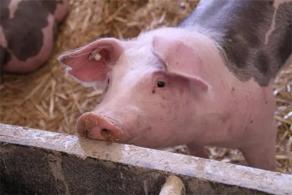 养猪中为什么要做药物敏感筛选实验？