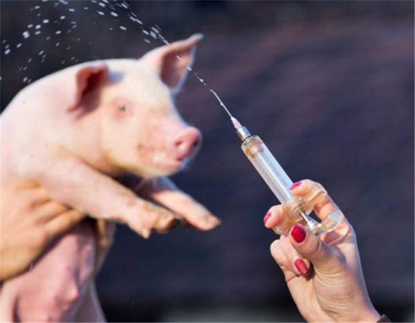中西药防治猪传染性胃肠炎，可以这样做！
