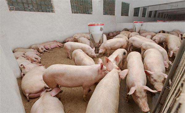 1月16日：全国农产品批发市场猪肉平均价格为22.96元/公斤