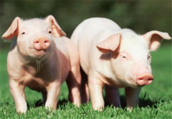 猪企2022年预赚上亿！官方透露重要信号，2023养猪是门好生意？