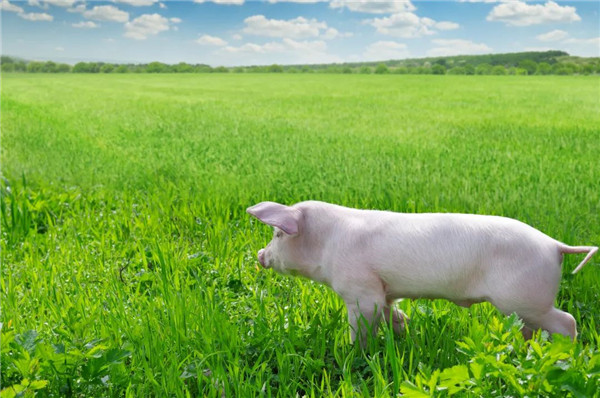 1月19日：全国农产品批发市场猪肉平均价格为23.04元/公斤