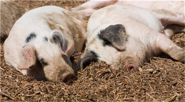 1月18日：全国农产品批发市场猪肉平均价格为22.96元/公斤