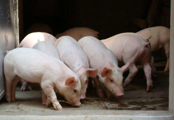 1月20日：全国农产品批发市场猪肉平均价格为23.25元/公斤