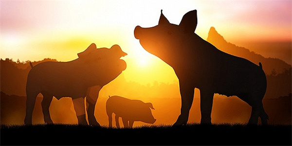 国家发改委：未来生猪养殖头均亏损为274.52元，预计猪价或小幅下跌
