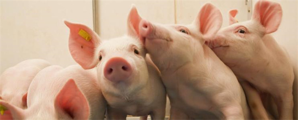 2023年上半年，猪价或将长期处于育肥成本线徘徊？