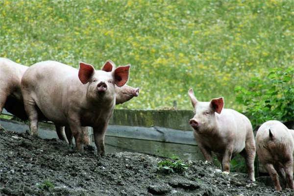 猪病毒性腹泻病防控的关键点，值得养猪人好好看看！