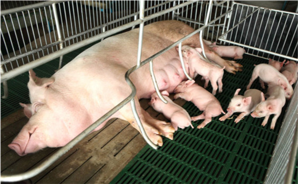 产后母猪如何投喂饲料？饲料投喂直接影响到仔猪的生长发育和母猪的发情配种