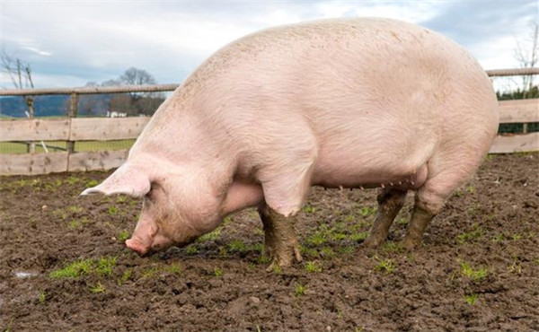 妊娠母猪的单体栏饲养方法优缺点有哪些？