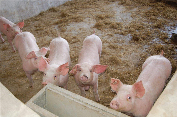 为乌金猪养殖企业谋福利！印遇龙院士团队组织召开乌金猪营养需要量研究交流会