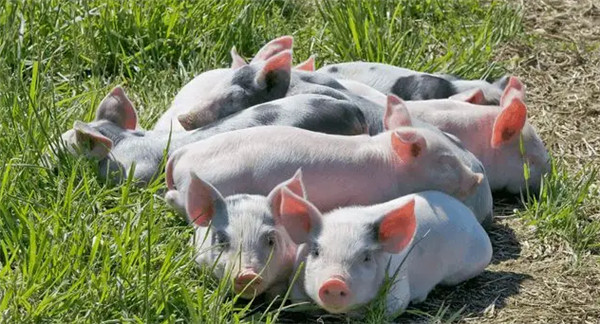 要想猪更快成长，给猪喂食干料好，还是喂食湿料好？