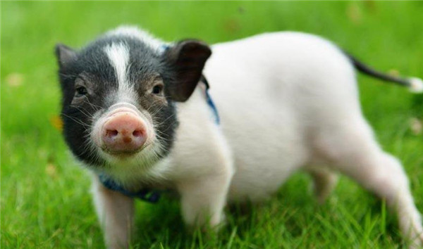 3种仔猪断奶时常见的疾病，第三种很多养猪人会遇到！