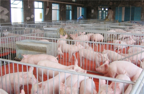 农业农村部：春节期间猪肉上市量稳步增加，“菜篮子”产品量足价稳！