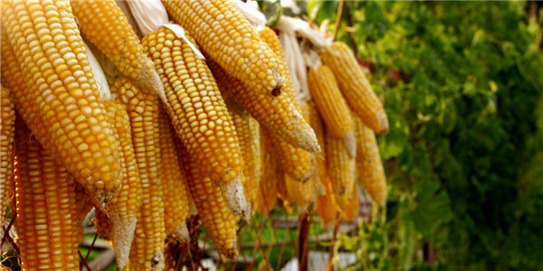 需求支撑不足 12月下旬玉米价格或仍显弱势