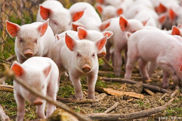 2022年猪价波动高达248%！上市猪企交“全年卷”，“猪茅”收入破千亿！