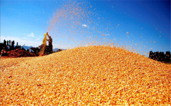 中国将从巴西进口更多玉米，减少对美国玉米依赖！