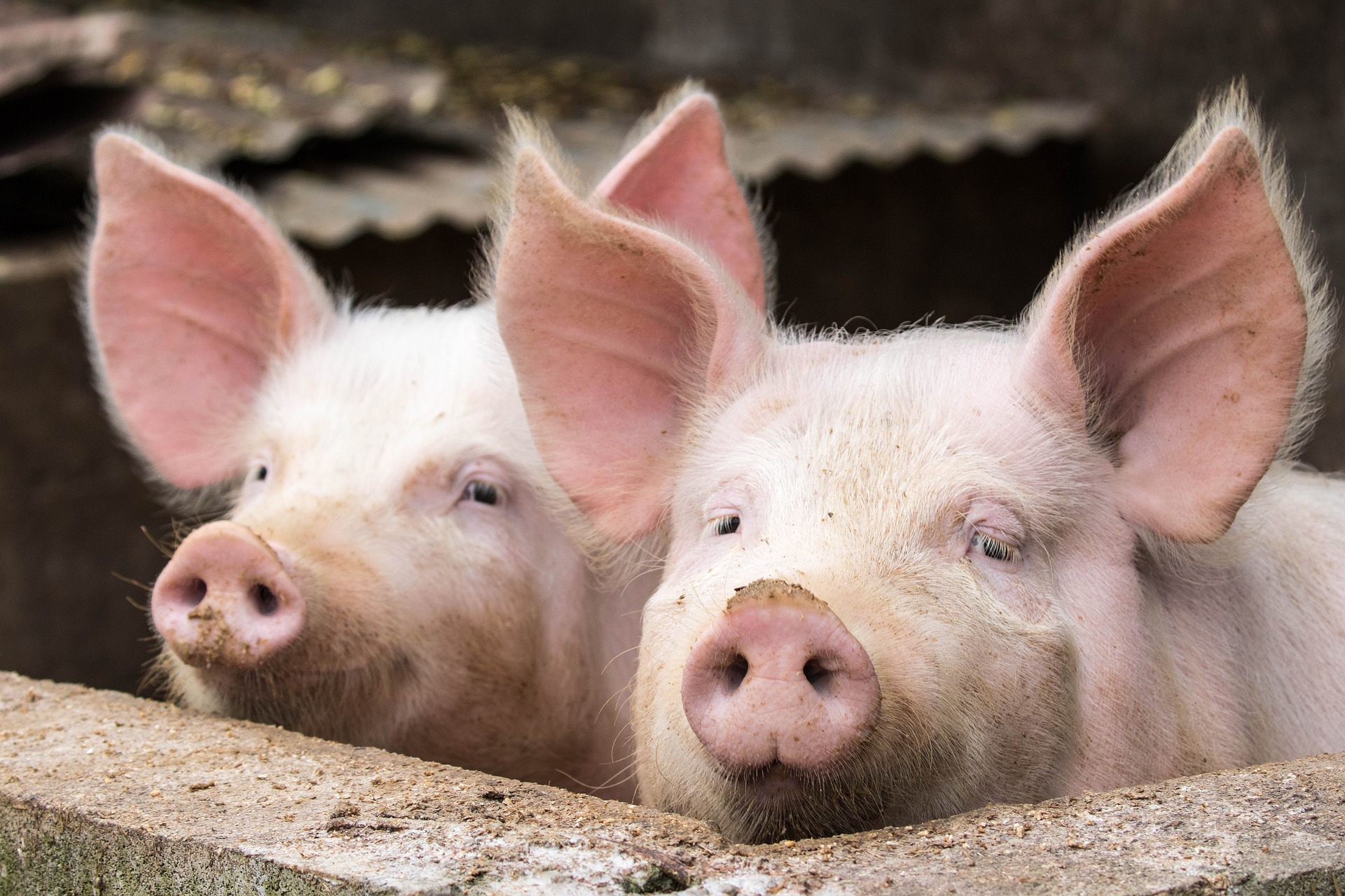 2022-2023年生猪养殖集中度稳步提高中，集团场市场占有率上升到17.4%！