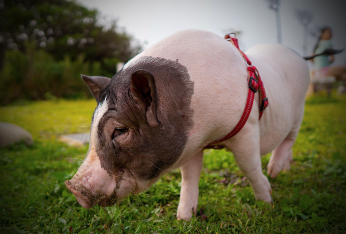 近期生猪供需宽松，但猪价继续下跌空间有限？