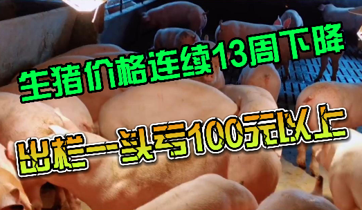 猪价连续13周下降，养殖户出栏一头亏100元以上！