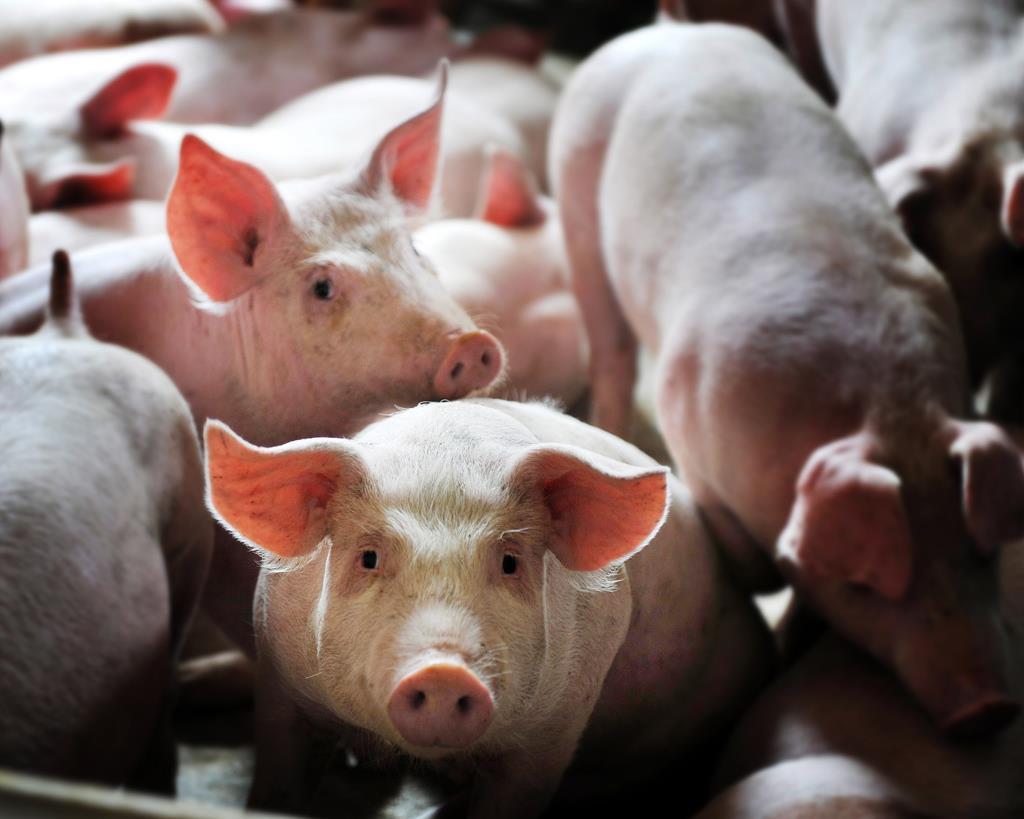 猪价已跌3个多月，二季度猪价回暖可期？