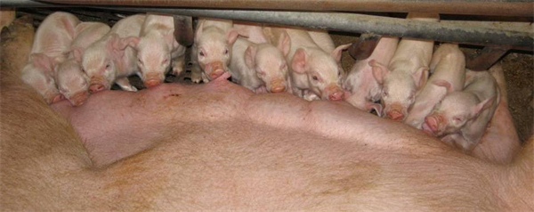 高繁殖性能母猪已成为未来养殖的趋势，您准备好了吗?
