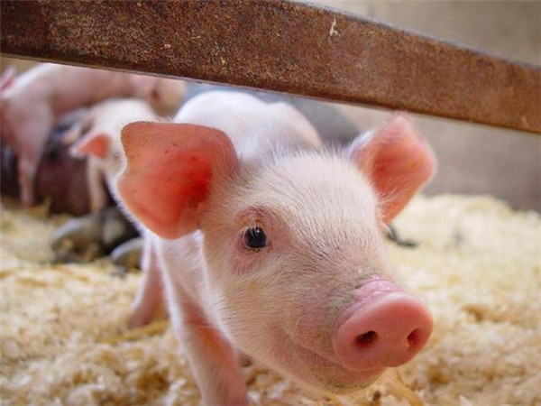 保育猪发病率高，怎么预防？