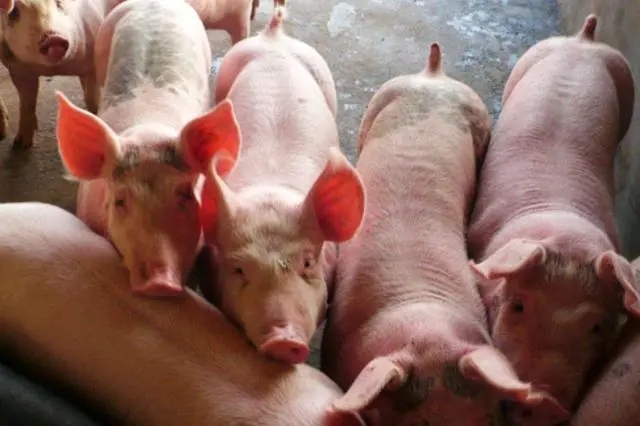 猪只突然高烧、呼吸困难并快速死亡，是什么疾病造成的？