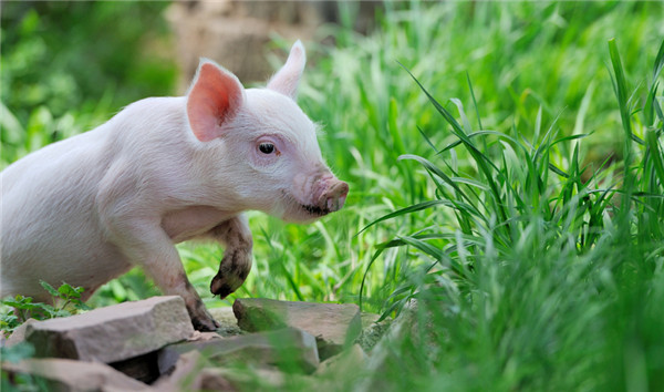 江苏省农业农村厅发布关于加强非洲猪瘟风险防范的通知
