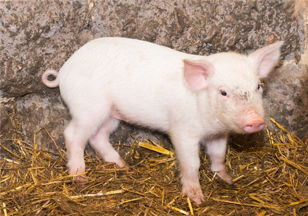 养猪人最怕的就是小猪拉稀，产房仔猪腹泻该如何防控？