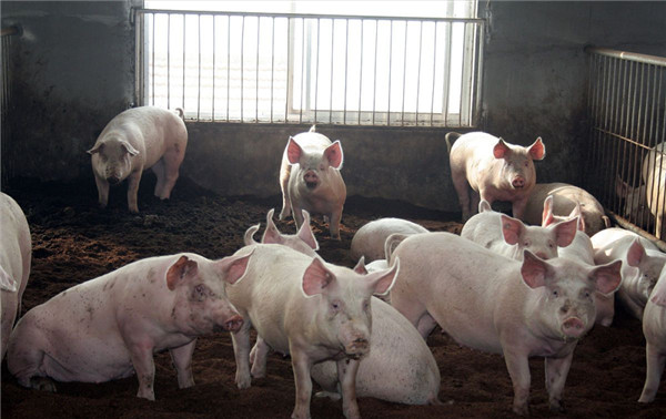 猪群霉菌毒素中毒有哪些临床症状？