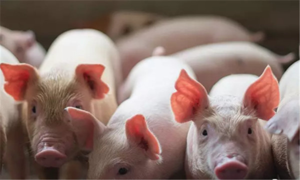 猪群霉菌毒素中毒有哪些临床症状？