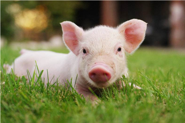 值得推广！发酵饲料能够改善仔猪的肠道健康，提高仔猪生长性能