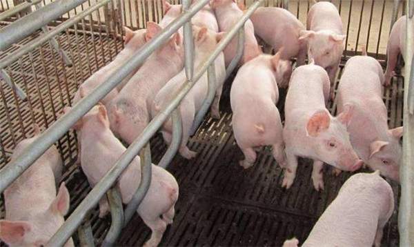 发病率和死亡率都很高！猪链球菌病来势凶猛，养猪人可要当心了！