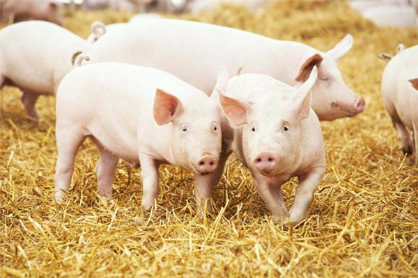农业农村部公布50个非洲猪瘟无疫小区，快看看哪些猪场上榜？