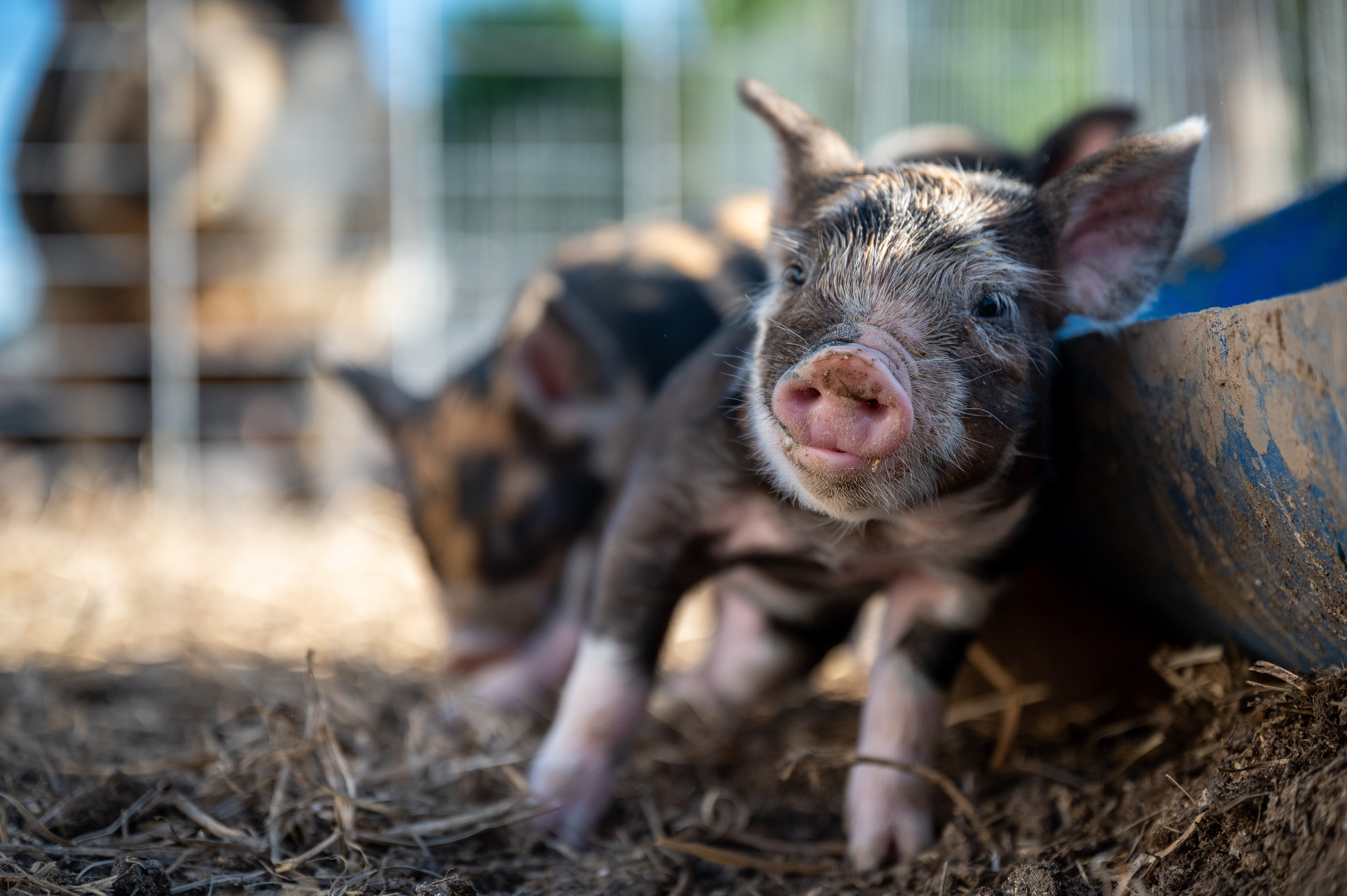 多家猪企1月销售均价环比下降，养殖利润何时修复？