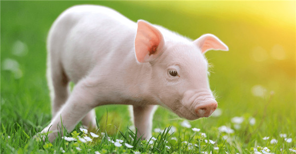 如何预防猪腹泻？乳仔猪拉稀综合防控的25个对策！
