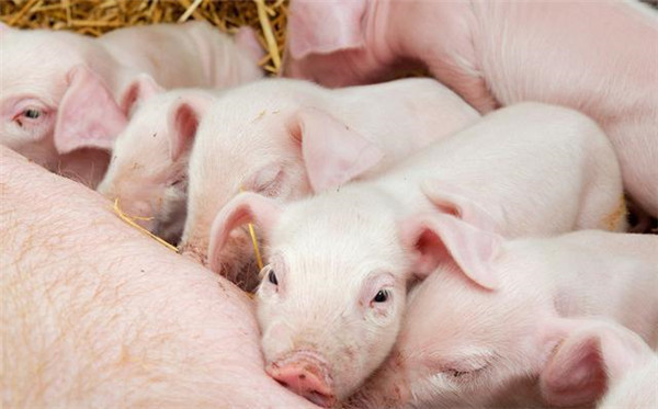 在猪价行情不好时，是否有必要继续使用教槽料？
