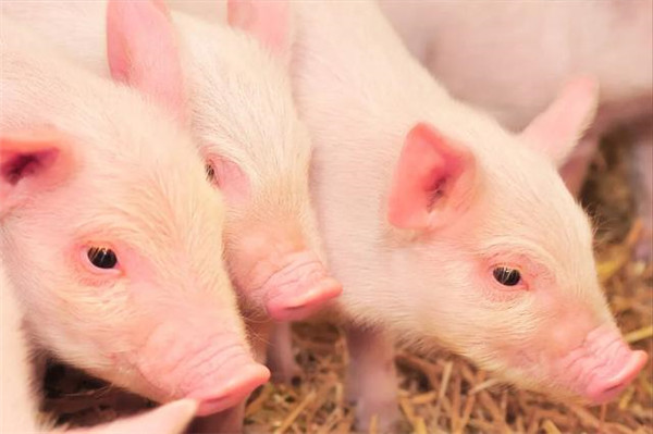 猪场大量使用脱霉剂，真的就能够将霉菌毒素控制住