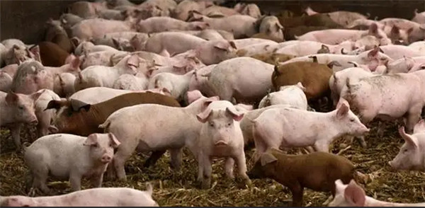 规模猪场常见寄生虫病及其防控措施