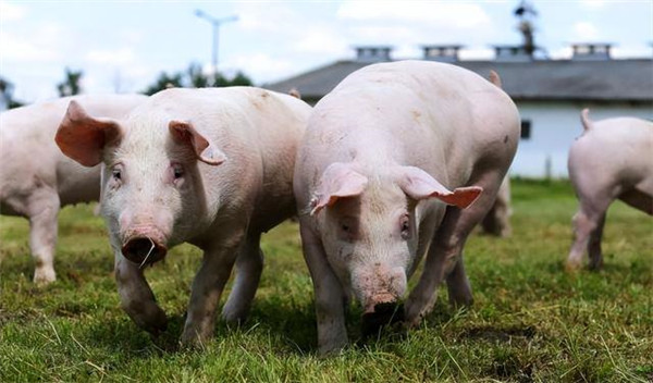 导致猪脱肛的6个原因，90%的猪农都不知道！