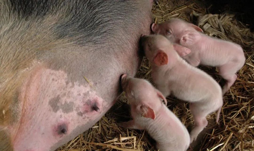 经产母猪不孕，怎么办？预防措施有这6种！