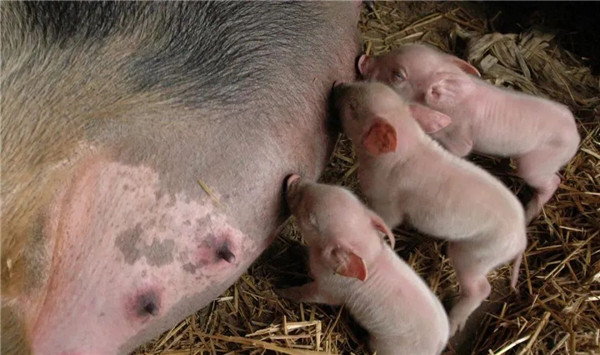 解决了母猪的非生产天数，就解决了母猪的繁殖效率
