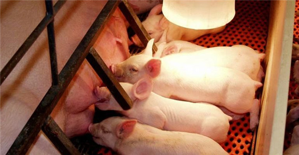 怎样正确的给母猪人工配种？最佳时间是什么时候？