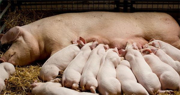 多年养殖达人分享：母猪产后消炎这样做更彻底