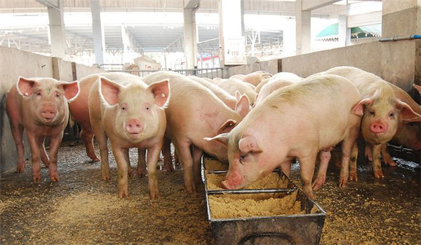 2月份第2周畜产品和饲料集贸市场价格情况