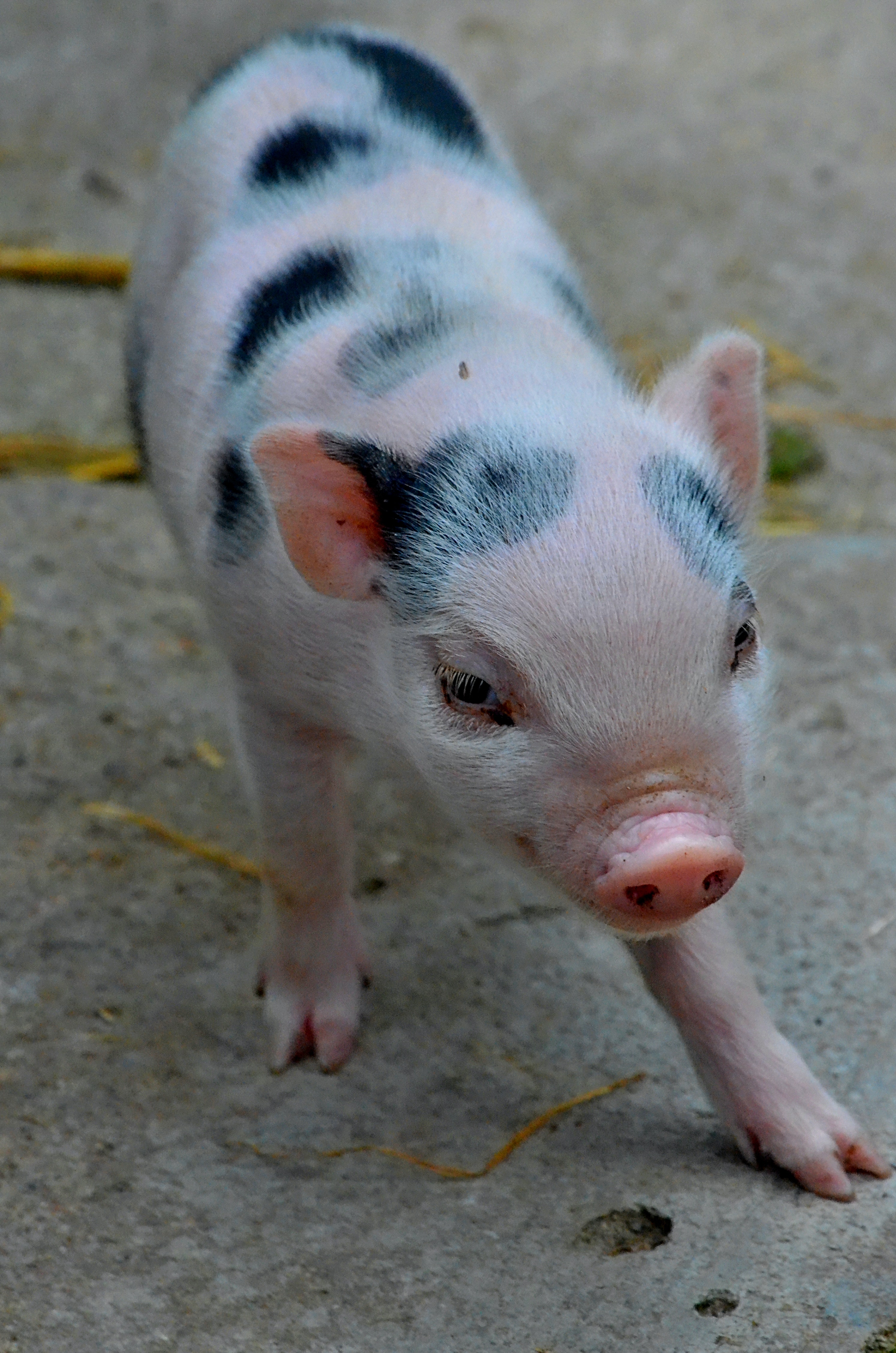 猪价持续低位震荡，机构监测1月能繁母猪产能环比下滑！